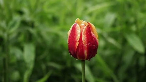 Close up view of very beautiful red tulips in the garden Video stock 198897573