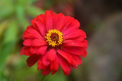 Close up view of a very pretty red flower, blooming perfectly. no people. Stock Photos
