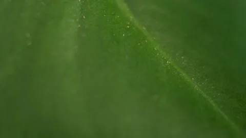 Close up view of very small thrips attacking a green monstera leaf Stock Footage 309199202