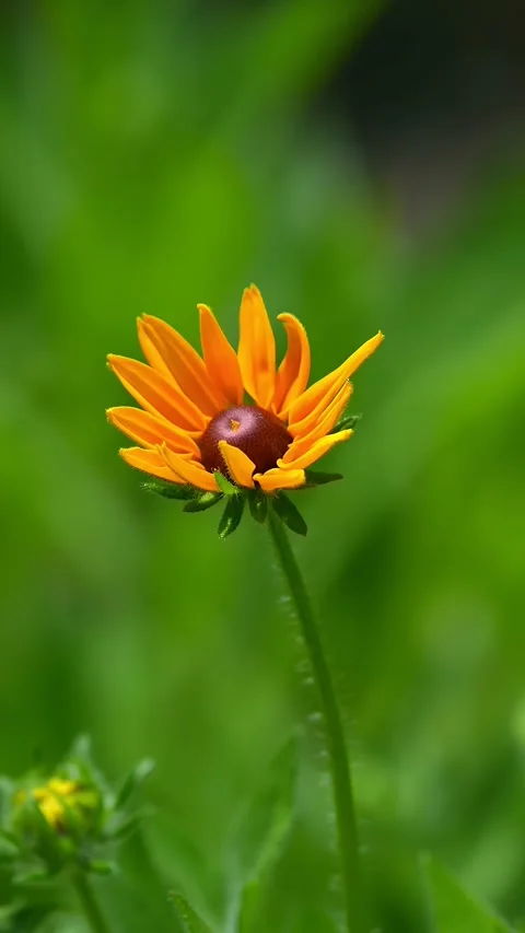 Close Up View of a Vibrant Black-Eyed Susan Flower in Summer China Stock Footage 338312646