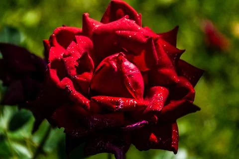 Close-up view of a vibrant dark red rose blooming in a sunny garden Stock Photos