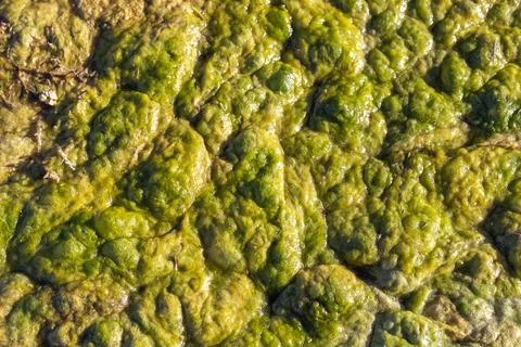 A close-up view of vibrant green algae thriving in clear, shallow water, sh.. Foto stock