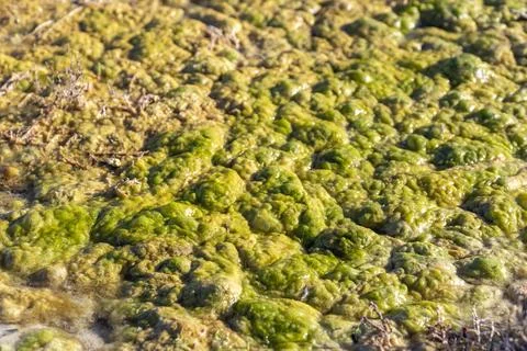 A close-up view of vibrant green algae thriving in clear, shallow water, sh.. Stock Photos