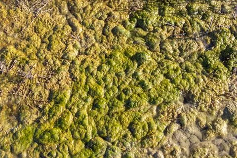 A close-up view of vibrant green algae thriving in clear, shallow water, sh.. Foto stock
