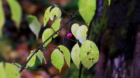 Close-up view of vibrant green and yellow leaves with single bright pink berry Stock Footage 328816558