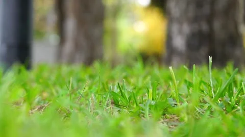 Close-up view of vibrant green grass blades in a park setting with blurred .. Stock Footage 297528774
