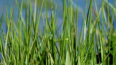 Close-up view of vibrant green grass blades against a blurred blue background. Video stock 307236767