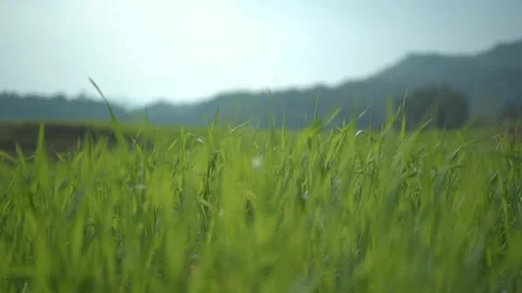 Close-up View of Vibrant Green Grass Blades Swaying Gently in the Breeze. Видео 313318507