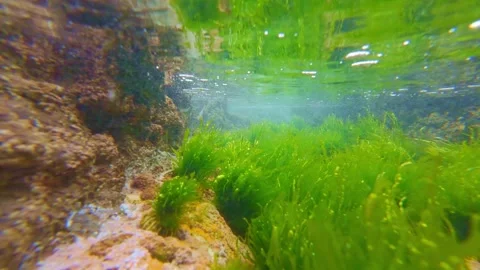 Close up view of vibrant green grass and coastal plants Stock Footage 340450960