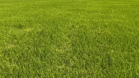 Close-up view of vibrant green grass field with healthy blades Stock-Footage 344802869