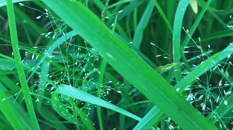 Close-up view of vibrant green grass and dry hay. 写真素材