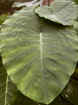 Close up view of vibrant green large droplet leafs 02 at himachal pradesh ind Stock Photos