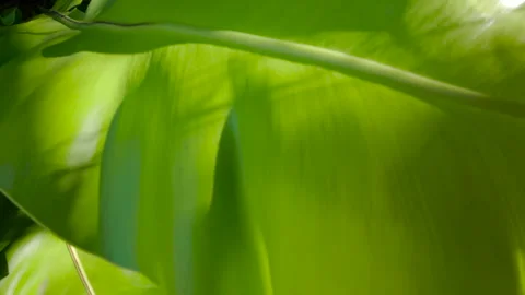 A close-up view of a vibrant green leaf from Chiang Mai, Thailand Video stock 309188820