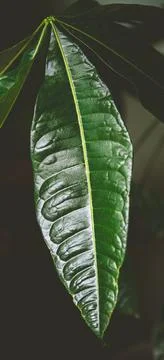 Close-up view of a vibrant green leaf, highlighting its intricate vein struct Stock Photos