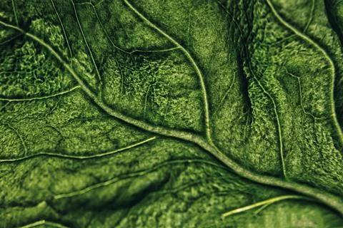 Close-up View of Vibrant Green Leaf Showcasing Intricate Vein Patterns and Stock Photos