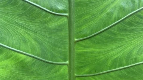 Close-up view of a vibrant green leaf showing detailed veins Stock Photos