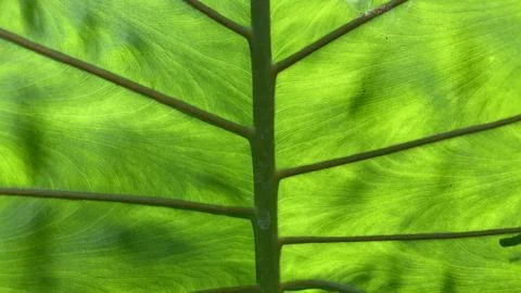 Close-up view of a vibrant green leaf showing detailed veins Stock Photos