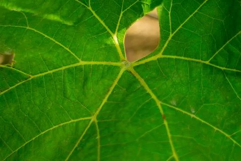 Close-up view of a vibrant green leaf with intricate veins and a unique hole 스톡 사진