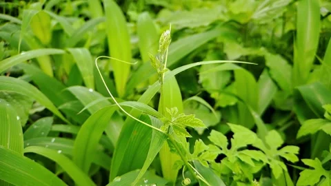 Close up view of vibrant green leaves Stock Footage 297033757