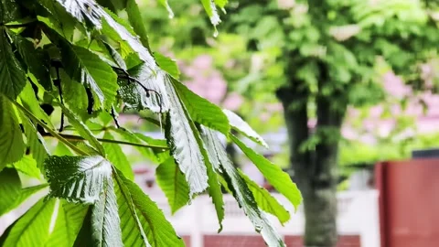 Close-up view of vibrant green leaves of tree glistening with water droplets Stock Footage 339865106