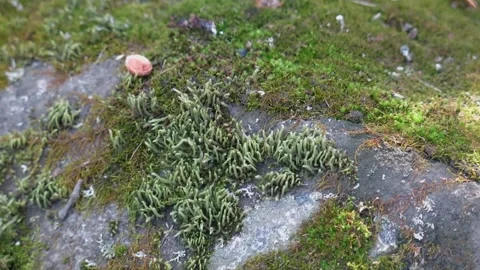A close-up view of vibrant green moss and lichens growing on a stone surface Stock Footage 296019690