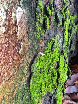 Close-up view of vibrant green moss growing over small white sand stones. Stock Photos