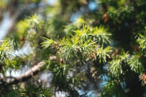 Close-up view of vibrant green pine tree needles in a winter forest Stock Photos
