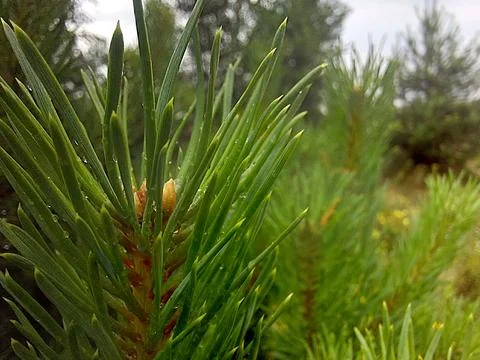 Close-up View of Vibrant Green Pine Needles With Droplets in a Forest Setti.. Stock Photos
