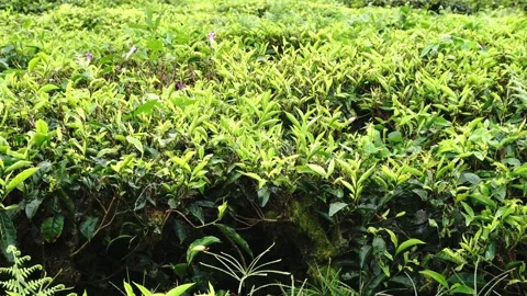 A close-up view of vibrant green tea leaves and branches in a lush plantation Stock Footage 346243192