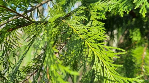 Close-up view of a vibrant green thuja, or arborvitae, branch gently swaying in Stock Footage 327587215
