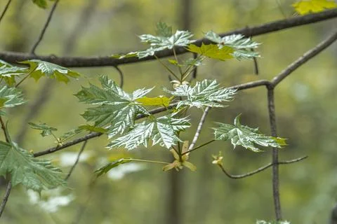 Close-up view of vibrant green tree leaves against a dense, interlocking patt 스톡 사진