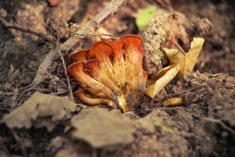 Close-up view of vibrant jack o lantern mushrooms growing on the forest groun Stock Photos