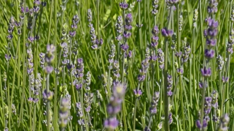 A close-up view of a vibrant lavender field with delicate purple flowers Stock-Footage 302395034