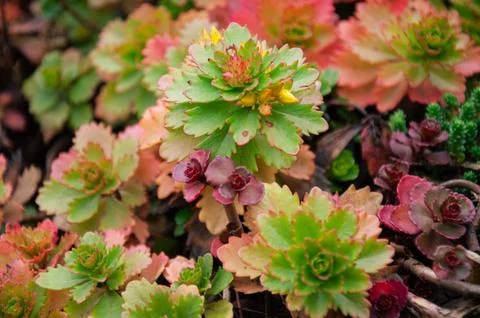 Close up view of vibrant multicolored green, pink and yellow sedum succulen.. Stock Photos