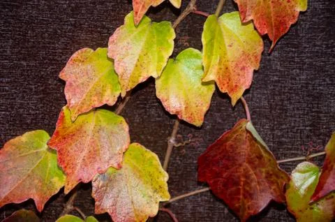 Close up view of vibrant multicolored green, yellow and red autumn ivy leav.. Stock Photos