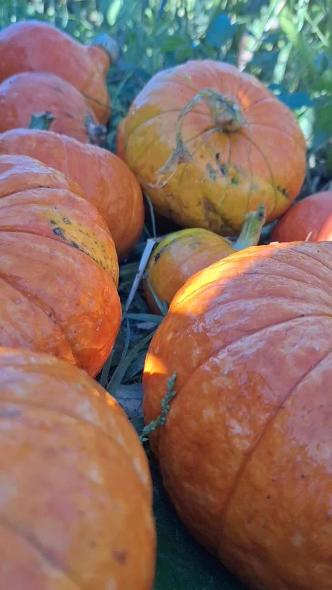 Close-up view of vibrant orange pumpkins resting on the ground, showcasing their Video stock 345960384