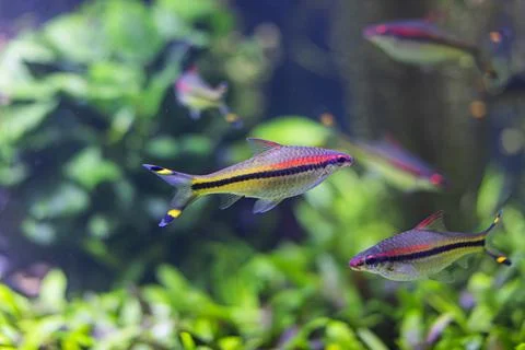 Close-up view of a vibrant, patterned group of colorful fish swimming in an.. Stock Photos
