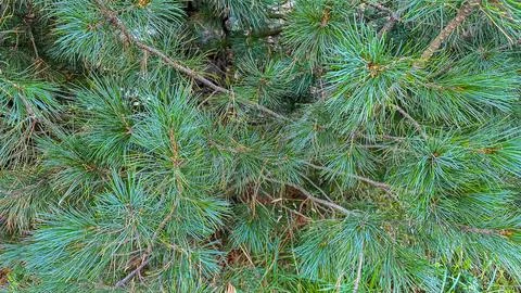 Close-up view of a vibrant pine tree, showcasing the sleek Stock Photos