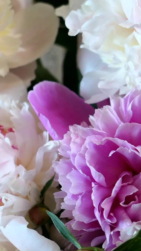 A Close-Up View Of Vibrant Pink And White Peony Flowers Captured With A Camera M Stock Footage 304418498