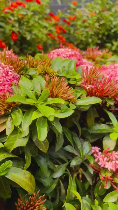 Close-up view of vibrant pink Ixora flowers in bloom with lush green foliage. Stock Footage 308165637