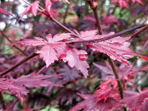 A close-up view of vibrant pink maple leaves with water droplets Stock Photos