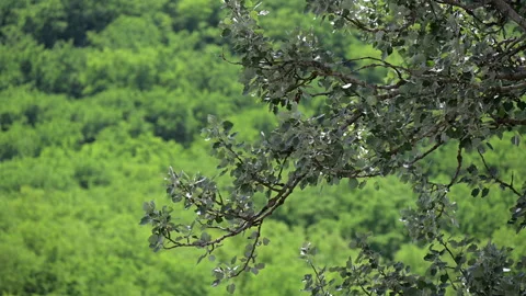 A close-up view of vibrant poplar branches set against a soft-focus forest Stock Footage 338379832