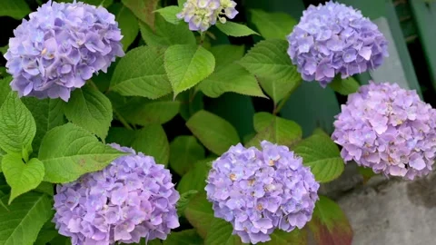 A close-up view of vibrant purple hydrangeas in full bloom, surrounded by lush Stock Footage 281615179