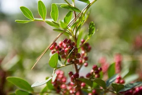 Close-up view of vibrant red berries and green leaves on a mastic tree branch Stock Photos