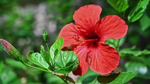 A close up view of a vibrant red hibiscus flower with lush green leaves gen.. 库存影片 339347158