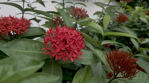 Close up view of vibrant red Ixora flowers and green leaves in garden, footag Vídeo Stock 345042405