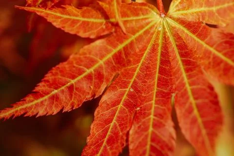 Close-up view of vibrant red maple leaf with intricate veins and textures, .. Foto stock