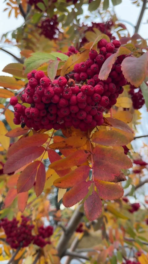 A close-up view of vibrant red rowan berries surrounded by bright yellow autu 스톡 동영상 301858593