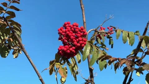 A close-up view of vibrant red rowan berries surrounded by bright yellow autu Stock-Footage 301864736