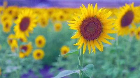 Close-up View of Vibrant Sunflower Petals in Full Bloom, Fukuoka Stock Footage 344967569